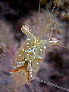 Shrimp portrait by Henry Jager 